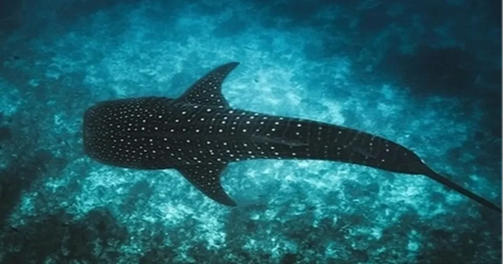 Maldivler ikonik balina köpek balıklarını korumak için Tech4Nature projesini başlattı